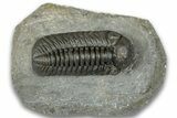 Superb Austerops Trilobite - Ofaten, Morocco #323698-3